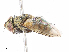  ( - CBG-A10767-H09)  @11 [ ] CreativeCommons - Attribution Share - Alike (2023) CBG Photography Group Centre for Biodiversity Genomics