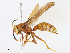  ( - CBG-A10768-D11)  @11 [ ] CreativeCommons - Attribution Share - Alike (2023) CBG Photography Group Centre for Biodiversity Genomics