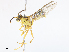  ( - CBG-A10768-G02)  @11 [ ] CreativeCommons - Attribution Share - Alike (2023) CBG Photography Group Centre for Biodiversity Genomics