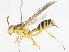  ( - CBG-A10768-G03)  @11 [ ] CreativeCommons - Attribution Share - Alike (2023) CBG Photography Group Centre for Biodiversity Genomics