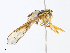  ( - CBG-A10769-F11)  @11 [ ] CreativeCommons - Attribution Share-Alike (2023) CBG Photography Group Centre for Biodiversity Genomics