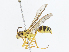  ( - CBG-A10771-C01)  @11 [ ] CreativeCommons - Attribution Share - Alike (2023) CBG Photography Group Centre for Biodiversity Genomics