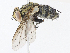  (Houghia Janzen22 - CBG-A10771-C12)  @11 [ ] CreativeCommons - Attribution Share - Alike (2023) CBG Photography Group Centre for Biodiversity Genomics