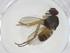  (Neodexiopsis setipuncta - CBG-A12452-G06)  @11 [ ] CreativeCommons - Attribution Share - Alike (2023) Centre for Biodiversity Genomics Centre for Biodiversity Genomics