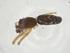  (Dubiaranea difficilis - CBG-A12520-G02)  @11 [ ] CreativeCommons - Attribution Share - Alike (2023) Centre for Biodiversity Genomics Centre for Biodiversity Genomics