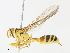  (Agelaia pallipes - CBG-A13242-F11)  @11 [ ] CreativeCommons - Attribution Share - Alike (2023) CBG Photography Group Centre for Biodiversity Genomics