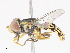  (Toxomerus basalis - CBG-A13244-G04)  @11 [ ] CreativeCommons - Attribution Share - Alike (2023) CBG Photography Group Centre for Biodiversity Genomics