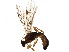 (Mesocentrus - BIOUG36126-C02)  @14 [ ] CreativeCommons - Attribution (2018) CBG Photography Group Centre for Biodiversity Genomics