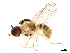  (Psiloderoidini - BIOUG36447-B09)  @11 [ ] CreativeCommons - Attribution (2018) CBG Photography Group Centre for Biodiversity Genomics