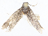 ( - CBG-A13305-H03)  @11 [ ] CreativeCommons - Attribution Share - Alike (2023) CBG Photography Group Centre for Biodiversity Genomics