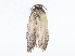  ( - CBG-A13306-H05)  @11 [ ] CreativeCommons - Attribution Share - Alike (2023) CBG Photography Group Centre for Biodiversity Genomics