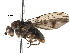  (Cnemospathidinae - BIOUG27000-C11)  @11 [ ] CreativeCommons - Attribution (2016) CBG Photography Group Centre for Biodiversity Genomics