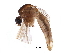  (Culiseta inconspicua - BIOUG28125-H10)  @11 [ ] CreativeCommons - Attribution (2016) CBG Photography Group Centre for Biodiversity Genomics