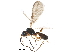  (Aspilota - BIOUG28228-F10)  @14 [ ] CreativeCommons - Attribution (2016) CBG Photography Group Centre for Biodiversity Genomics
