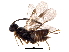  (Choeras parvoculus - BIOUG28464-D05)  @13 [ ] CreativeCommons - Attribution (2016) CBG Photography Group Centre for Biodiversity Genomics
