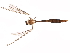  ( - BIOUG28235-H01)  @11 [ ] CreativeCommons - Attribution (2017) CBG Photography Group Centre for Biodiversity Genomics
