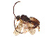  ( - BIOUG28566-E06)  @11 [ ] CreativeCommons - Attribution Share - Alike (2023) CBG Photography Group Centre for Biodiversity Genomics
