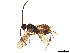  ( - BIOUG28563-D07)  @11 [ ] CreativeCommons - Attribution Share - Alike (2023) CBG Photography Group Centre for Biodiversity Genomics