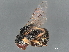  ( - BIOUG41950-E11)  @11 [ ] CreativeCommons - Attribution (2022) CBG Photography Group Centre for Biodiversity Genomics