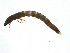  ( - BIOUG02701-A01)  @12 [ ] CreativeCommons - Attribution (2012) Gillian Martin Centre for Biodiversity Genomics