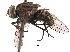  (Stomoxys sitiens - BIOUG21188-B02)  @14 [ ] CreativeCommons - Attribution (2015) CBG Photography Group Centre for Biodiversity Genomics