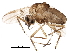  (Procladius crassinervis - BIOUG21551-D09)  @14 [ ] CreativeCommons - Attribution (2015) CBG Photography Group Centre for Biodiversity Genomics