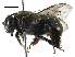  (Ctenoplectra davidi - BIOUG21670-H04)  @14 [ ] CreativeCommons - Attribution (2016) CBG Photography Group Centre for Biodiversity Genomics