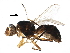  (Australosepsis frontalis - BIOUG23174-E02)  @11 [ ] CreativeCommons - Attribution (2016) CBG Photography Group Centre for Biodiversity Genomics
