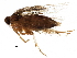 (Torodora macrosigna - BIOUG23258-F10)  @13 [ ] CreativeCommons - Attribution (2016) CBG Photography Group Centre for Biodiversity Genomics