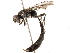  ( - BIOUG23285-H03)  @11 [ ] CreativeCommons - Attribution (2019) CBG Photography Group Centre for Biodiversity Genomics