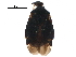  (Proboscidocoris - BIOUG23262-G12)  @14 [ ] CreativeCommons - Attribution (2016) CBG Photography Group Centre for Biodiversity Genomics