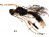  (Aleiodes prillae - BIOUG23394-F08)  @14 [ ] CreativeCommons - Attribution (2015) CBG Photography Group Centre for Biodiversity Genomics
