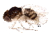  ( - BIOUG24202-A10)  @11 [ ] CreativeCommons - Attribution (2016) CBG Photography Group Centre for Biodiversity Genomics