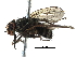  ( - BIOUG24072-D05)  @11 [ ] CreativeCommons - Attribution (2016) CBG Photography Group Centre for Biodiversity Genomics
