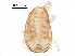  (Iphidozercon sp. JCS16 - BIOUG25686-B02)  @11 [ ] CreativeCommons - Attribution (2016) CBG Photography Group Centre for Biodiversity Genomics