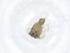  (Phintella bifurcilinea - CBG-A18005-F05)  @11 [ ] CreativeCommons - Attribution Share - Alike (2023) Centre for Biodiversity Genomics Centre for Biodiversity Genomics