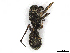  (Toxeus - CBG-A21620-H11)  @11 [ ] CreativeCommons - Attribution (2023) CBG Photography Group Centre for Biodiversity Genomics