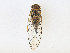  (Dundubiini - BIOUG95292-E11)  @11 [ ] CreativeCommons - Attribution Share - Alike (2023) CBG Photography Group Centre for Biodiversity Genomics