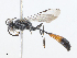  ( - CBG-A06245-C01)  @11 [ ] CreativeCommons - Attribution Share - Alike (2023) CBG Photography Group Centre for Biodiversity Genomics