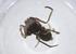  ( - CBG-A18022-C10)  @11 [ ] CreativeCommons - Attribution Share - Alike (2023) Centre for Biodiversity Genomics Centre for Biodiversity Genomics