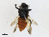  ( - BIOUG95295-C02)  @11 [ ] CreativeCommons - Attribution Share-Alike (2023) CBG Photography Group Centre for Biodiversity Genomics