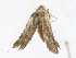  ( - BIOUG95295-H02)  @11 [ ] CreativeCommons - Attribution Share-Alike (2023) CBG Photography Group Centre for Biodiversity Genomics