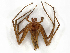  (Perenethis - CBG-A23302-H08)  @11 [ ] CreativeCommons - Attribution Share - Alike (2024) CBG Photography Group Centre for Biodiversity Genomics