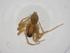 (Lycosa nigrotibialis - CBG-A26811-D07)  @11 [ ] CreativeCommons - Attribution Share - Alike (2024) Centre for Biodiversity Genomics Centre for Biodiversity Genomics