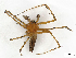  (Polyboea - CBG-A27634-H11)  @11 [ ] CreativeCommons - Attribution Share-Alike (2024) CBG Photography Group Centre for Biodiversity Genomics