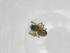 (Agyneta sp. SAEVG Morph0271 - CBG-A17983-G10)  @11 [ ] CreativeCommons - Attribution Share - Alike (2023) Centre for Biodiversity Genomics Centre for Biodiversity Genomics