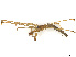  (Tetragnatha josephi - CBG-A38491-G11)  @11 [ ] CreativeCommons - Attribution Share Alike (2024) CBG Photography Group Centre for Biodiversity Genomics