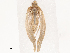  (Neomusotima - CBG-B01005-H05)  @11 [ ] CreativeCommons - Attribution Share - Alike (2025) CBG Photography Group Centre for Biodiversity Genomics