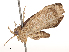 ( - CBG-B01173-B09)  @11 [ ] CreativeCommons - Attribution Share - Alike (2025) CBG Photography Group Centre for Biodiversity Genomics