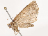  ( - CBG-B01173-F01)  @11 [ ] CreativeCommons - Attribution Share - Alike (2025) CBG Photography Group Centre for Biodiversity Genomics